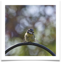 7 - Blue Tit - Chris Beesley